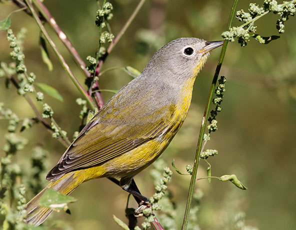 Nashville Warbler Oreothlypis ruficapilla Vermivora  ruficapilla 