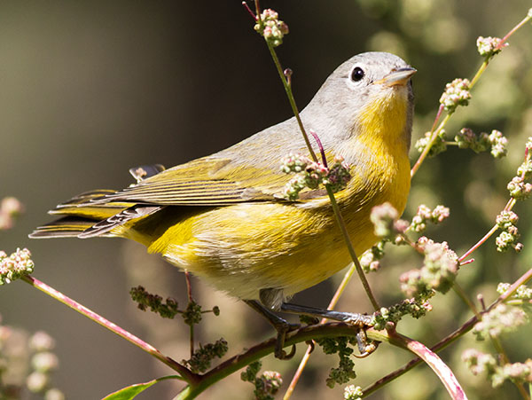 Nashville Warbler Oreothlypis ruficapilla Vermivora  ruficapilla 