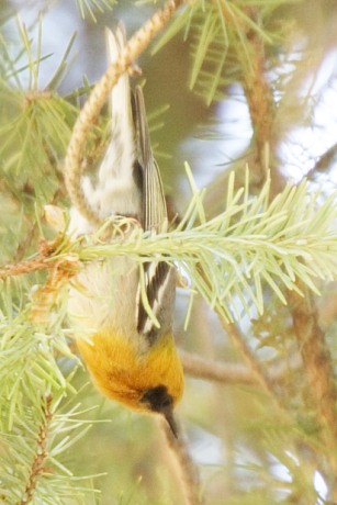 Olive Warbler Peucedramus taeniatus