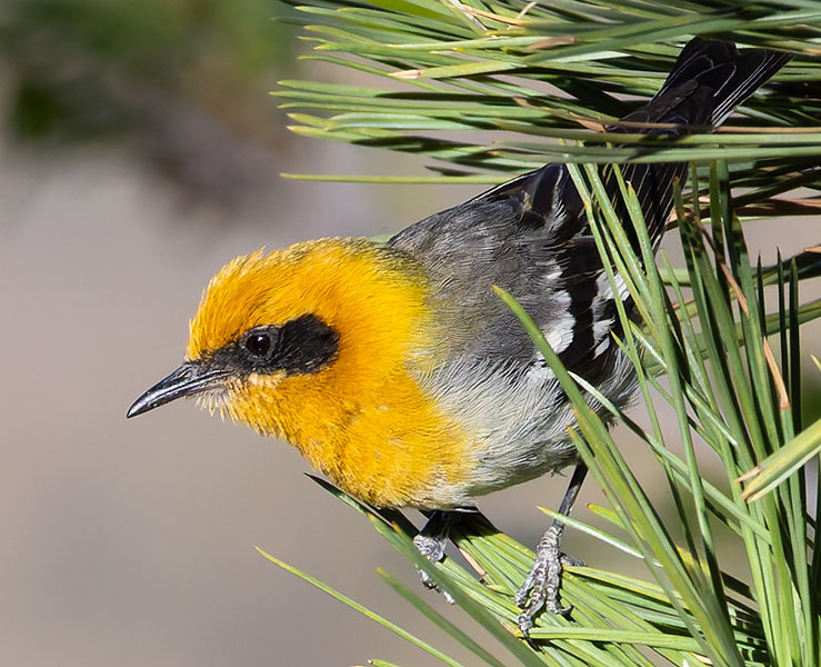 Olive Warbler Peucedramus taeniatus
