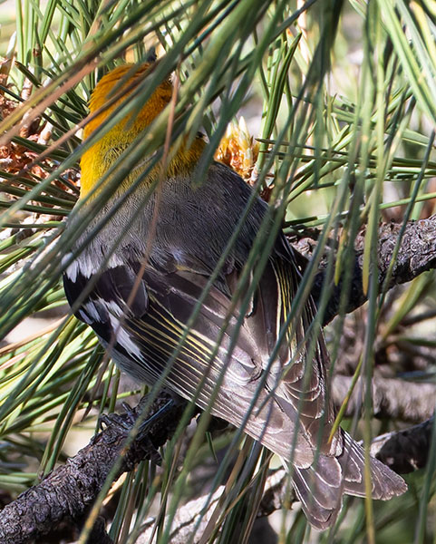 Olive Warbler Peucedramus taeniatus