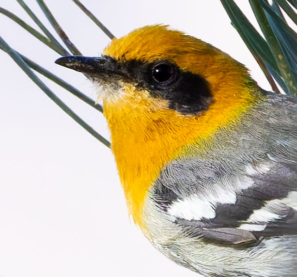 Olive Warbler Peucedramus taeniatus