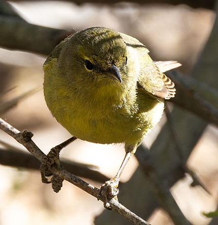 Orange-crowned Warbler Oreothlypis celata