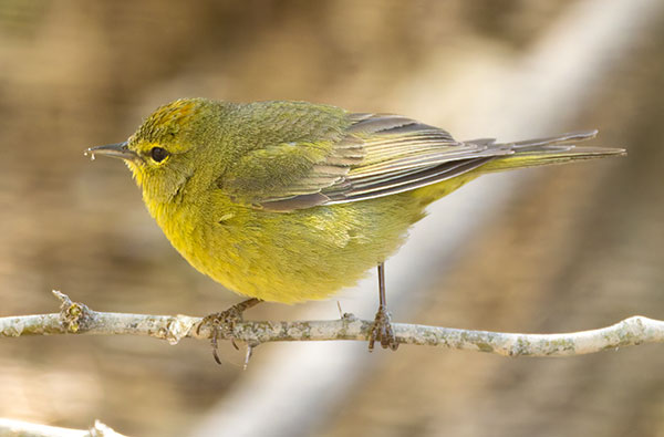 Orange-crowned Warbler Oreothlypis celata