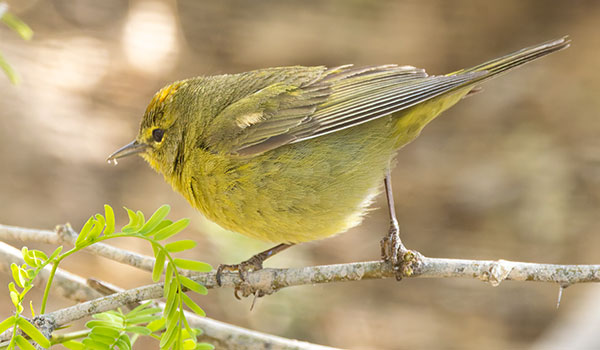 Orange-crowned Warbler Oreothlypis celata