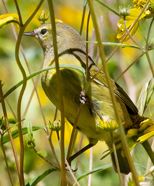 Orange-crowned Warbler Oreothlypis celata
