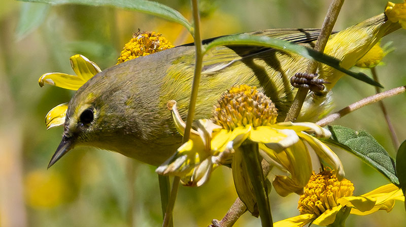 Orange-crowned Warbler Oreothlypis celata