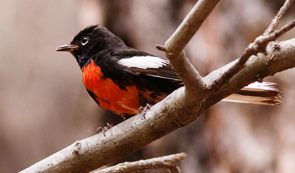 Painted Redstart Myioborus pictus 