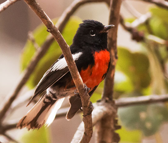 Painted Redstart Myioborus pictus 