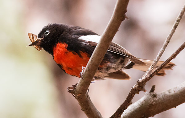 Painted Redstart Myioborus pictus 