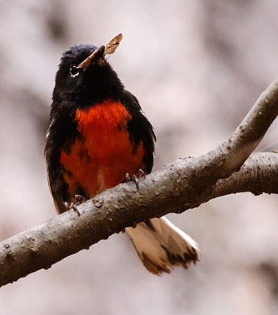 Painted Redstart Myioborus pictus 