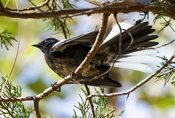 Painted Redstart Myioborus pictus 