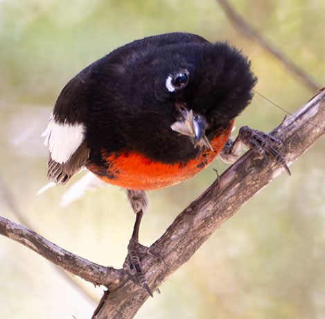 Painted Redstart Myioborus pictus 