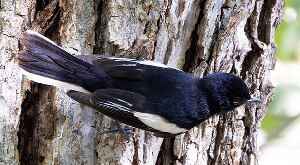 Painted Redstart Myioborus pictus 