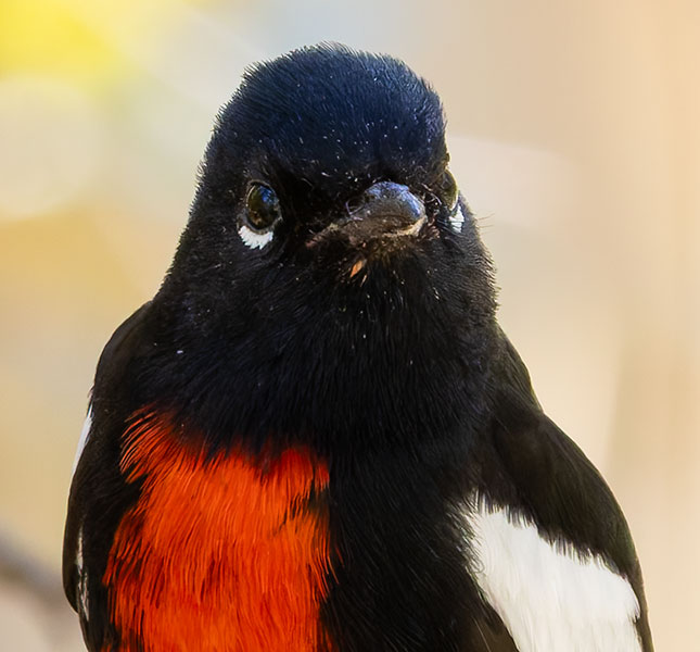 Painted Redstart Myioborus pictus 