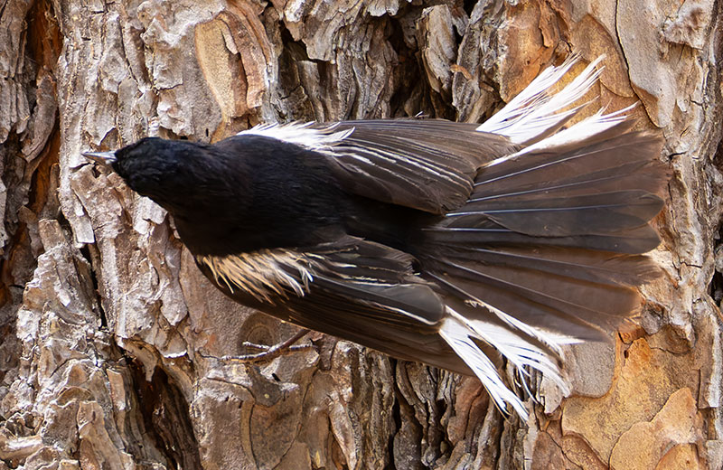 Painted Redstart Myioborus pictus 