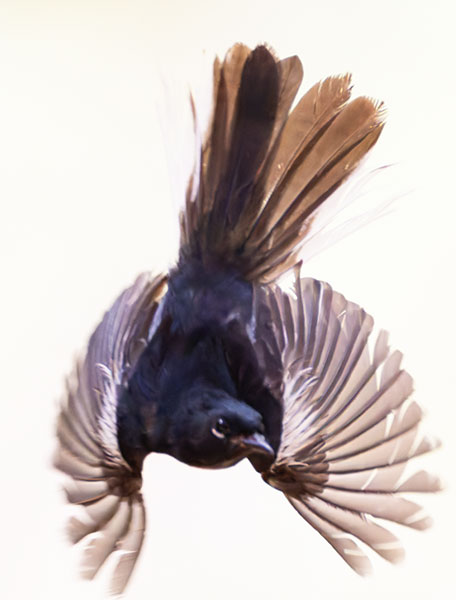 Painted Redstart Myioborus pictus 