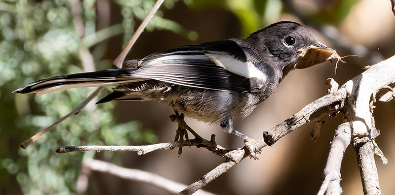 Painted Redstart Myioborus pictus 