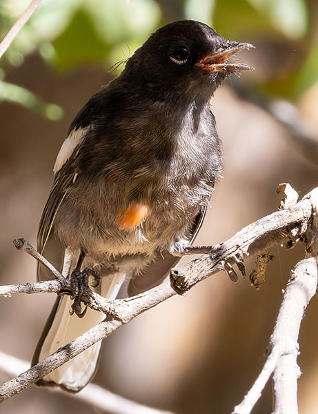 Painted Redstart Myioborus pictus 