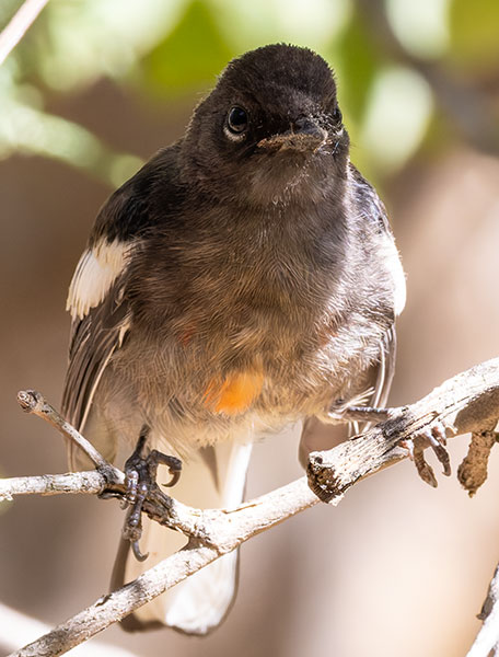 Painted Redstart Myioborus pictus 