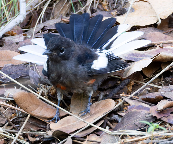 Painted Redstart Myioborus pictus 