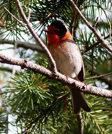 Red-faced Warbler Cardellina rubrifrons 