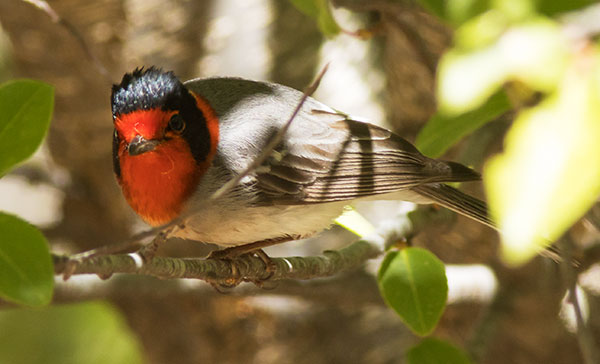 Red-faced Warbler Cardellina rubrifrons 