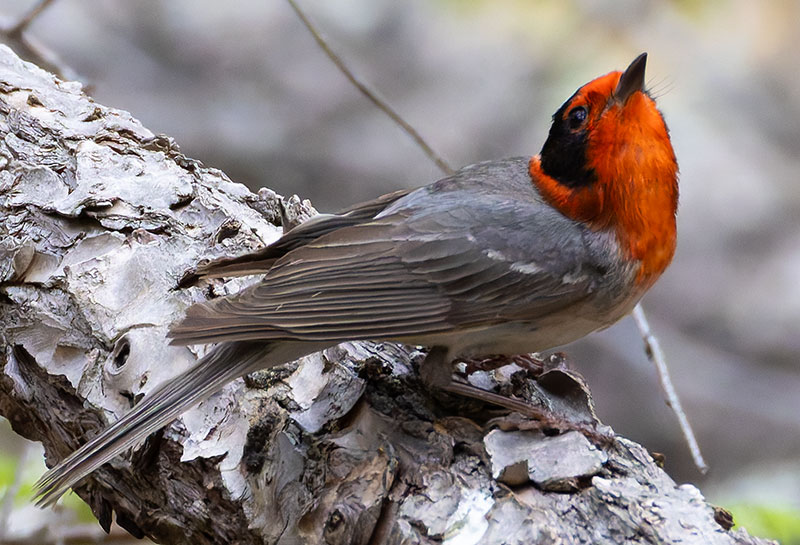 Red-faced Warbler Cardellina rubrifrons 