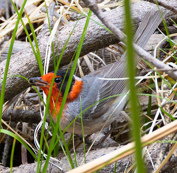 Red-faced Warbler Cardellina rubrifrons 