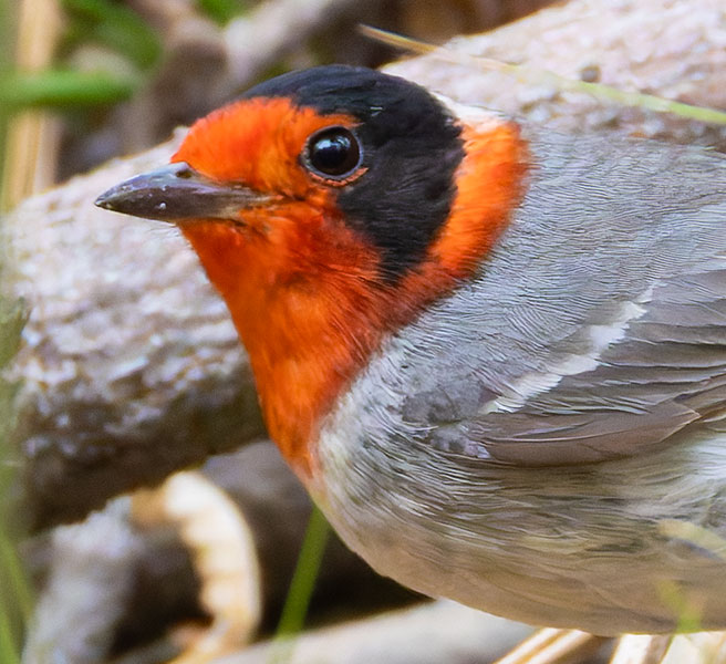 Red-faced Warbler Cardellina rubrifrons 