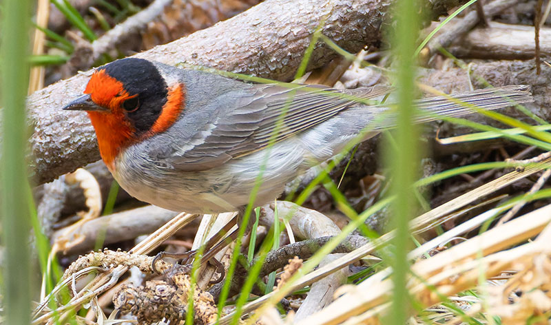 Red-faced Warbler Cardellina rubrifrons 