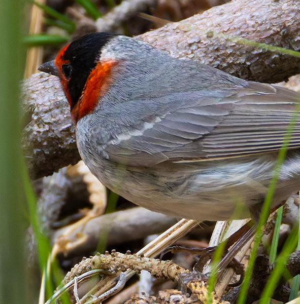 Red-faced Warbler Cardellina rubrifrons 