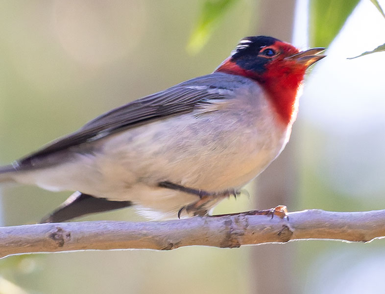 Red-faced Warbler Cardellina rubrifrons 