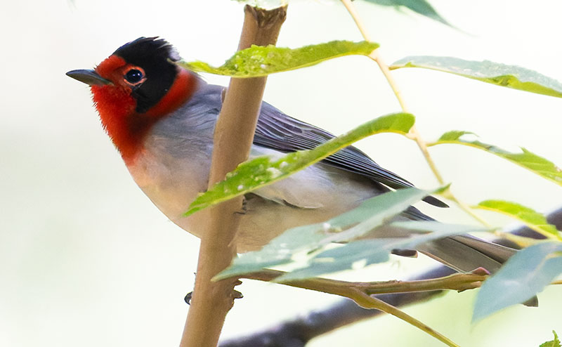 Red-faced Warbler Cardellina rubrifrons 