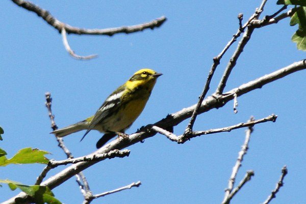 Townsend's Warbler Setophaga townsendi