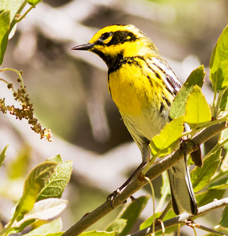 Townsend's Warbler Setophaga townsendi
