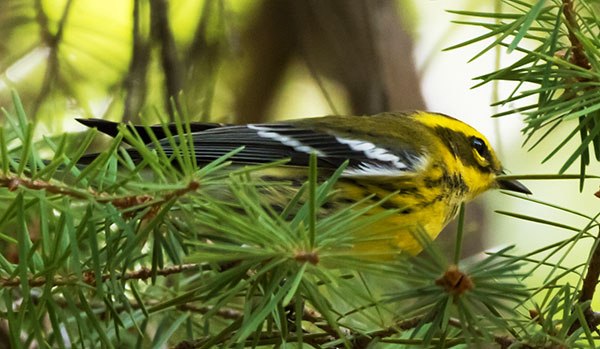 Townsend's Warbler Setophaga townsendi