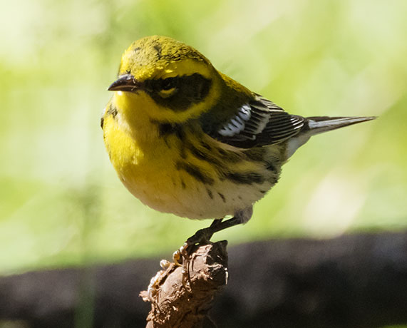 Townsend's Warbler Setophaga townsendi