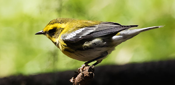 Townsend's Warbler Setophaga townsendi