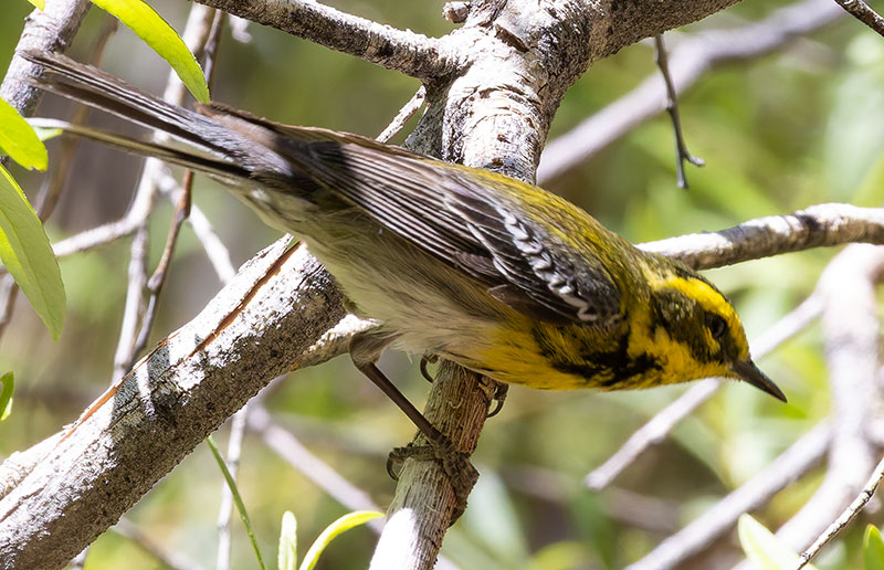 Townsend's Warbler Setophaga townsendi