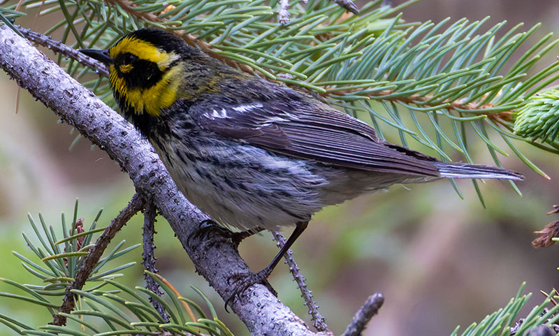 Townsend's Warbler Setophaga townsendi