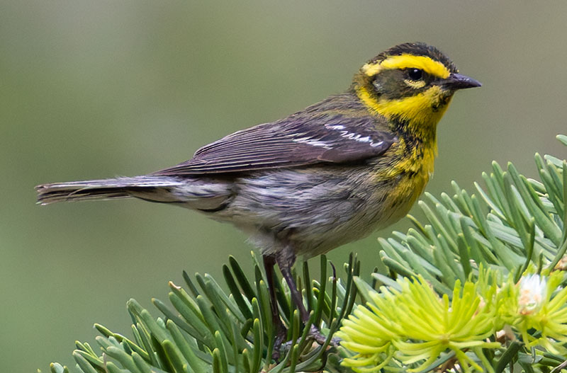 Townsend's Warbler Setophaga townsendi