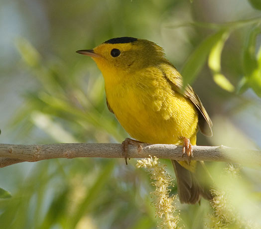 Wilson's Warbler Wilsonia pusilla