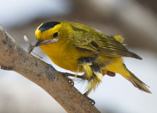 Wilson's Warbler Wilsonia pusilla