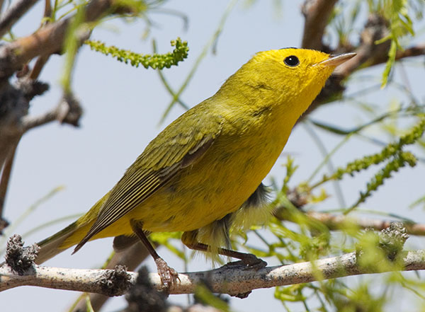 Wilson's Warbler Wilsonia pusilla