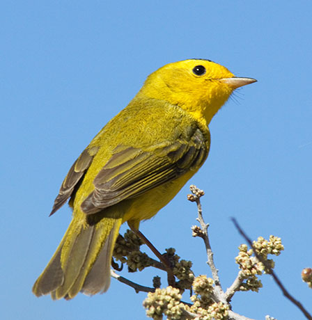 Wilson's Warbler Wilsonia pusilla