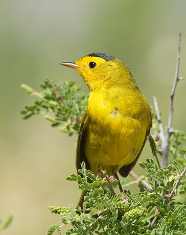 Wilson's Warbler Wilsonia pusilla