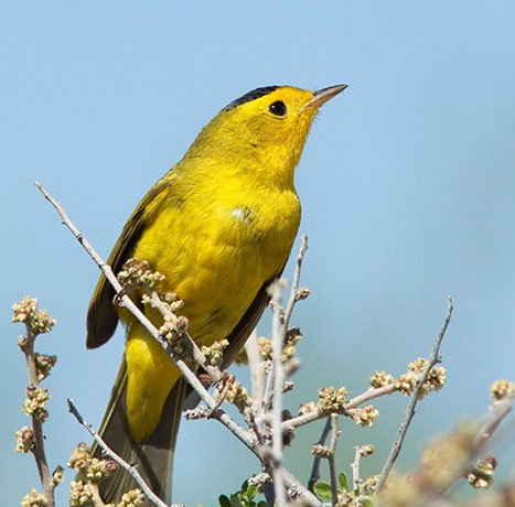 Wilson's Warbler Wilsonia pusilla