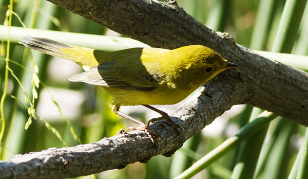 Wilson's Warbler Wilsonia pusilla