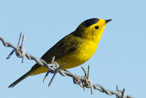 Wilson's Warbler Wilsonia pusilla